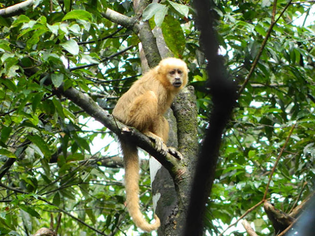 Macaco prego