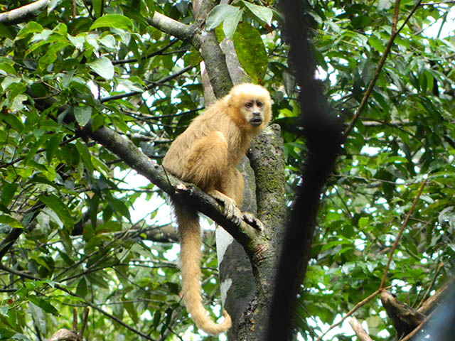 Macaco-prego é capturado por sucuri e salvo por turistas no MS