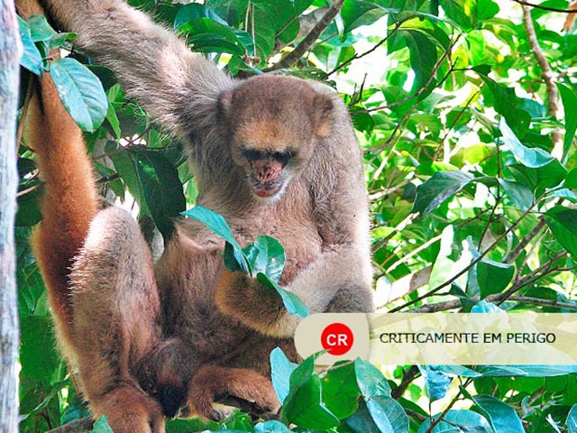Muriqui-do-Norte - É o maior primata das Américas, chegando a pesar 15 kg. Só é encontrado na Mata Atlântica e sofre com o desmatamento e a caça.  - 
