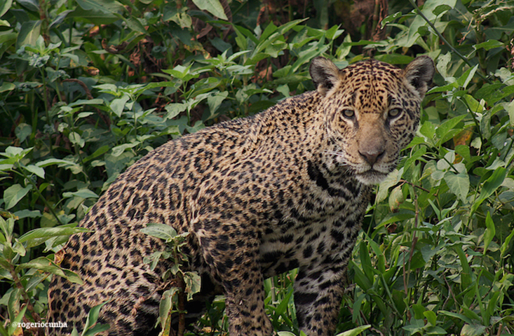 Onça Pintada - Maior felino das Américas, essa espécie de onça é caçada por fazendeiros e sua pele tem grande valor no mercado mundial.  - Rogério Cunha de Paula ICMBio