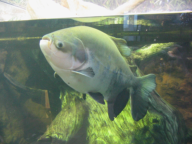 Pacu - Outro peixe comum no prato dos brasileiros, é vítima de pesca em épocas inapropriadas, quando deveria ser protegido pelo defeso para garantia da reprodução.  -  I. Omnitarian wikimedia