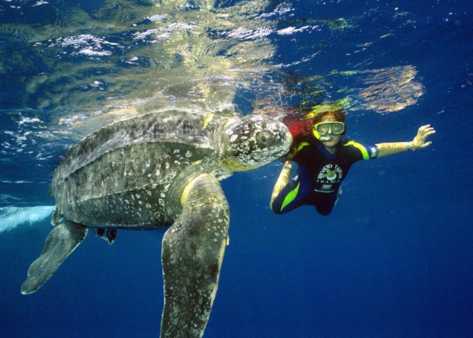 Tartaruga Cabeçuda - Vive na costa brasileira, principalmente no Espírito Santo, Bahia, Sergipe e Rio de Janeiro. Bota os ovos no litoral e, muitas vezes, os ovos são destruídos nas praias, impedindo a reprodução.  -  Dermochelys coriacea (Fauna - Réptil) Tamar