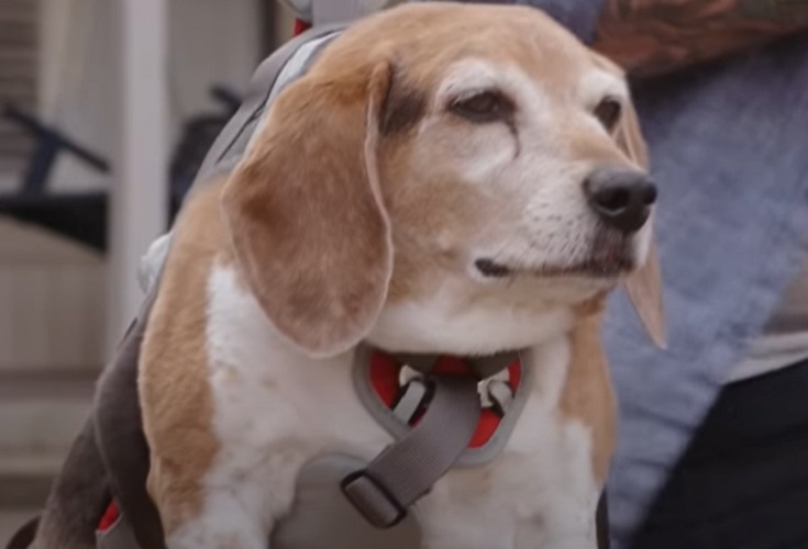 Não é raro encontrar pessoas que sofrem com o excesso de peso. Bem, essa situação também é algo bastante comum na vida de diversos cachorrinhos. 