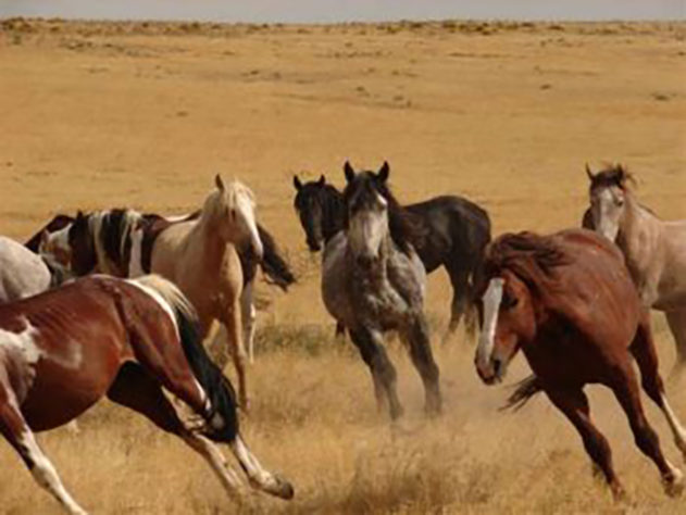 incríveis raças de cavalo 