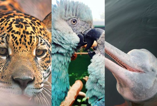 Terra, ar e mar: Animais com risco de extinção no Brasil