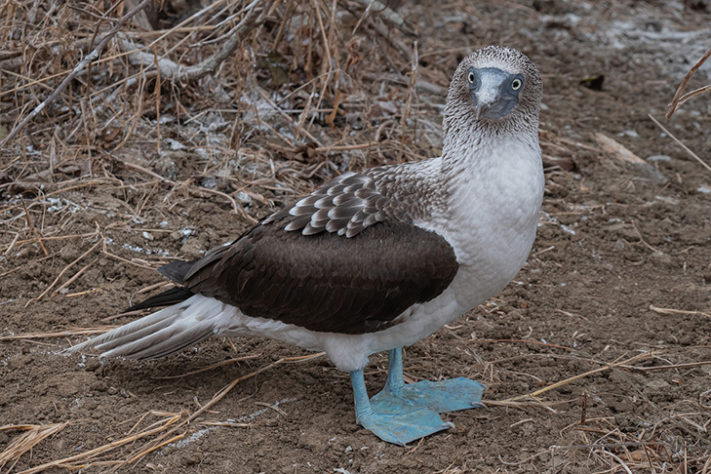 Galápagos 