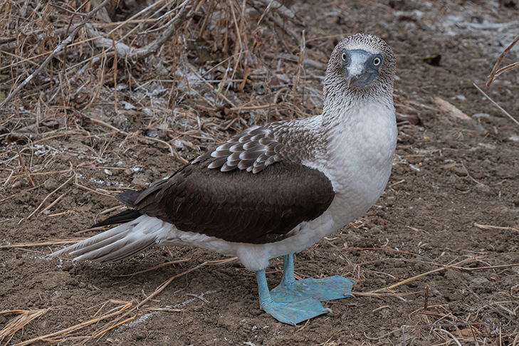 E aqui está o singularíssimo atobá de patas azuis, que tem nas patas o grande afrodisíaco. Quando mais forte o azul, mais facilmente o macho atrai a fêmea. E ele até "dança" no ritual. 