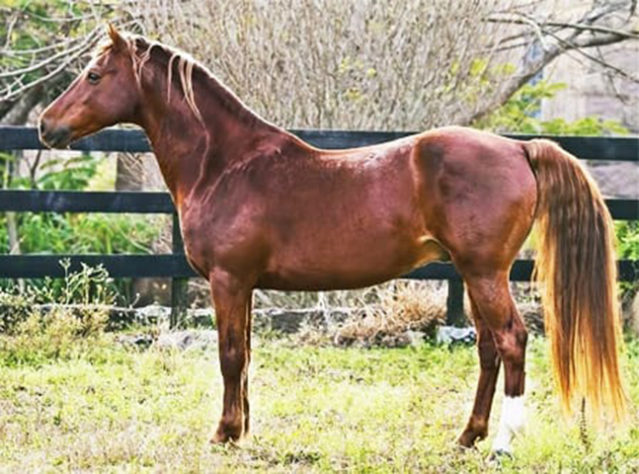 incríveis raças de cavalo 