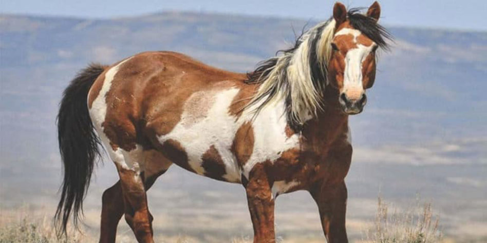 incríveis raças de cavalo 