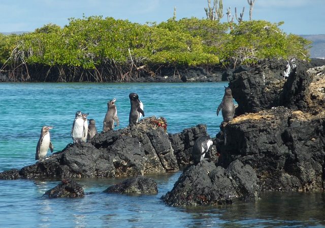 Paraíso natural do Equador inspirou livro que revolucionou a Ciência