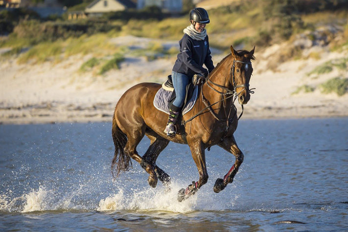 incríveis raças de cavalo 