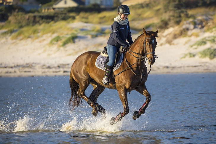 Os cavalos começaram a ser domesticados por volta de 4.000 a.C. E até hoje estão presentes no dia a dia de milhões de pessoas. 