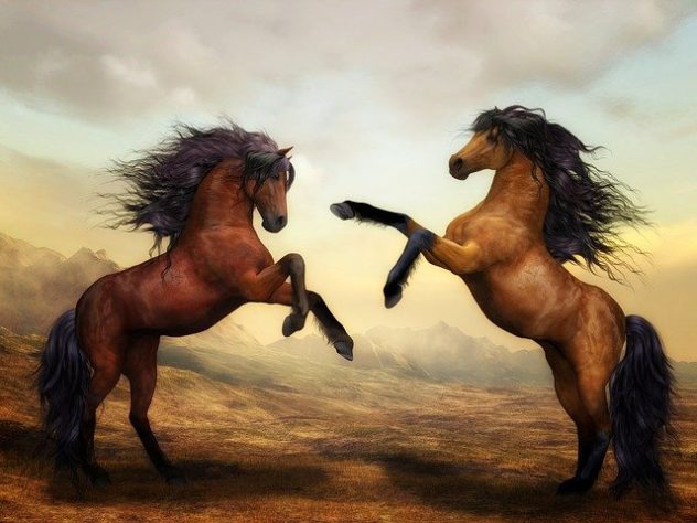 incríveis raças de cavalo 