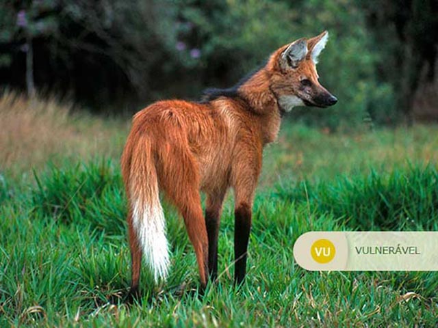 Lobo-Guará - Vive em savanas do centro-oeste do Brasil. Tem sofrido com a destruição do cerrado para ampliação da agricultura. É vítima de caça, atropelamento e doenças transmitidas por cães domésticos.  - Rogerio Cunha de Paula ICMBio