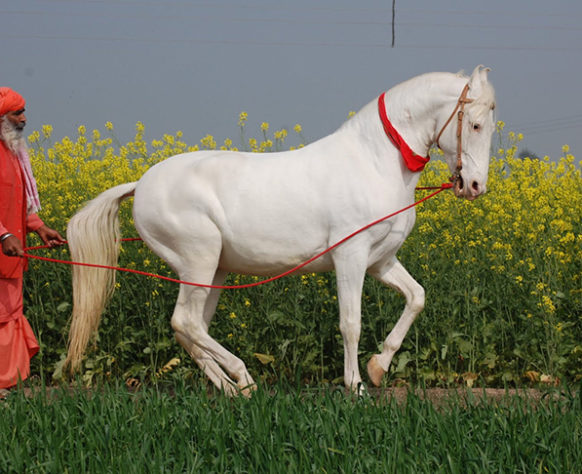 incríveis raças de cavalo 