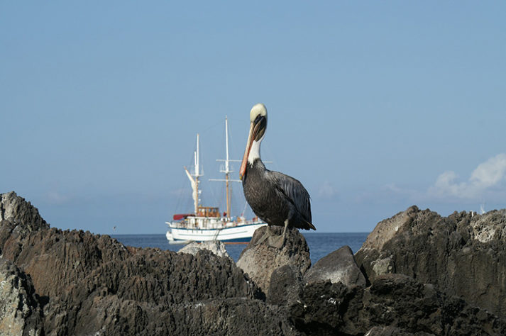 Galápagos 