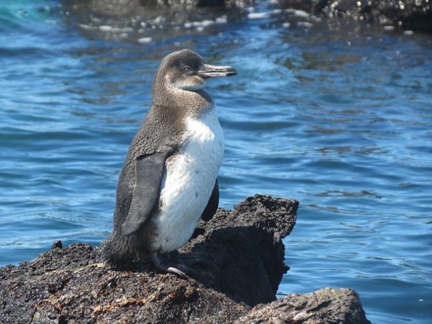 Galápagos 