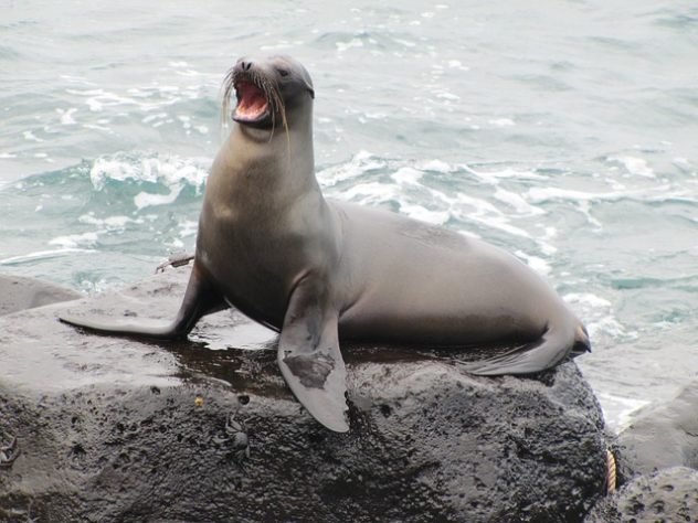 Galápagos 