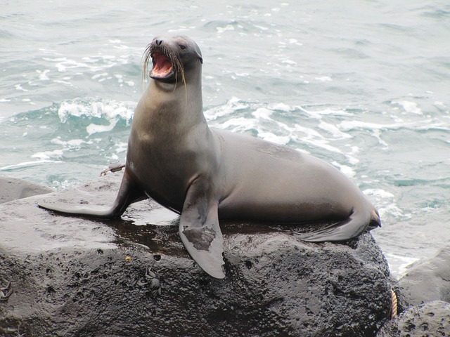 Leão-marinho das Galápagos - Também chamado de lobo marinho, faz a reprodução em local rochoso ou arenoso. Tem apenas um filhote por ano e não migra.  Alimenta-se à noite, quando as presas se aproximam da superfície do mar. Gosta de peixe-pescador. 