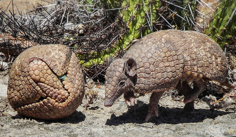 Tatu-Bola - Animal da Caatinga, sua população foi reduzida em 45% em 20 anos. A caça e a degradação ao ambiente em que eles vivem são as causas do risco de extinção do animal, que vem sendo protegido por organizações não governamentais.  -  Arquivo ICMBio