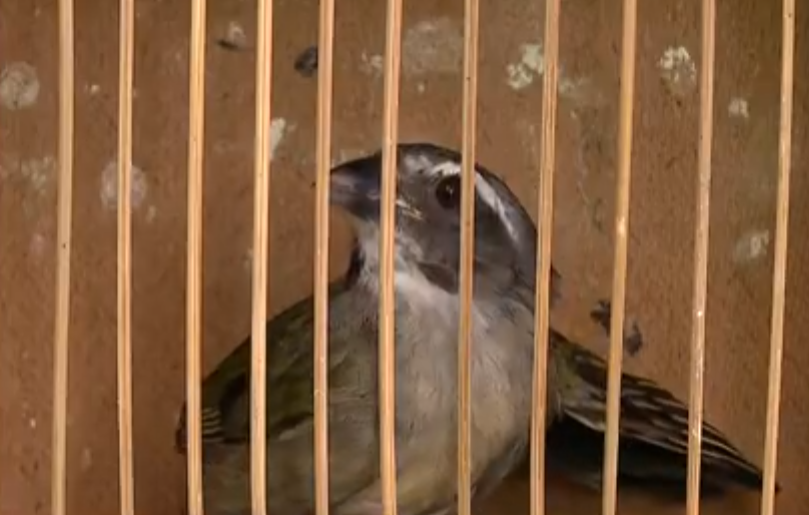 O esforço pela preservação da fauna e da flora no Brasil é grande, diante da atividade ilegal de criminosos que caçam animais e desmatam florestas. Os trinca-ferros são a terceira espécie mais caçada por bandidos e já estão extintos (ou em baixa quantidade) em vários locais do país. Veja outros bichos que correm o risco de desaparecer.  - reprodução