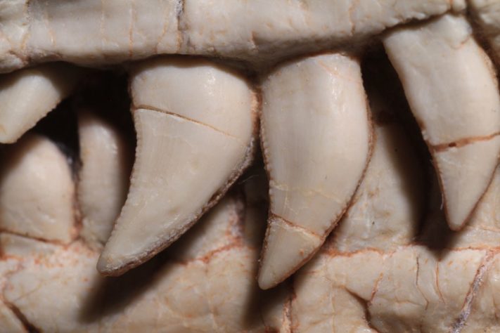 dentes Buriolestes dinossauro