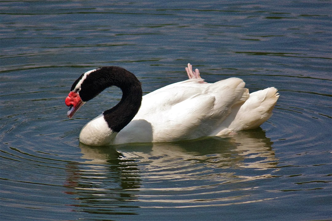 O cisne-de-pescoço-preto é uma ave anseriforme típica do sul da América do Sul. A espécie pode figurar na lista das preciosidades ornitológicas, sendo distribuída pelo sul do Brasil e Chile.