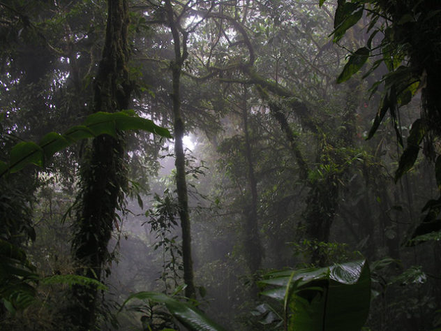 Floresta Amazônica