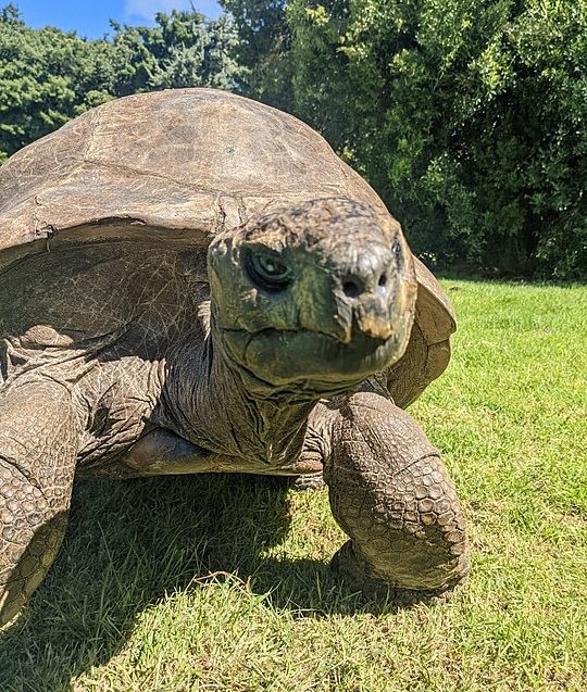 Animal terrestre mais velho do mundo faz aniversário; conheça!