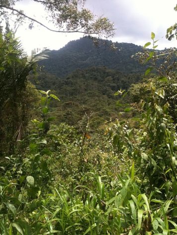 Floresta Amazônica