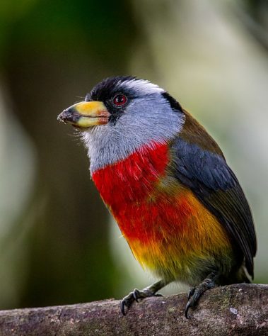 Floresta Amazônica