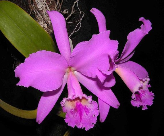 Floresta Amazônica