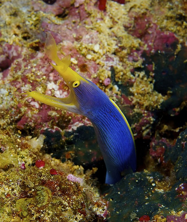 Moreia-fita - Vive em tocas feitas de areia ou corais e se alimenta de peixes e crustáceos. Pode mudar de gênero várias vezes - de macho para fêmea e vice-versa - ao longo da vida. 