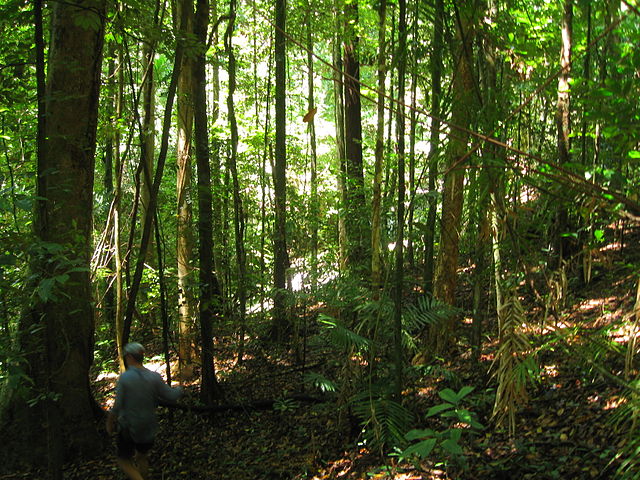 Quando se fala em extinção, as pessoas pensam em animais. Porém, um terço das espécies de árvores do mundo está com risco de desaparecimento, segundo a Botanic Gardens Conservation International. 