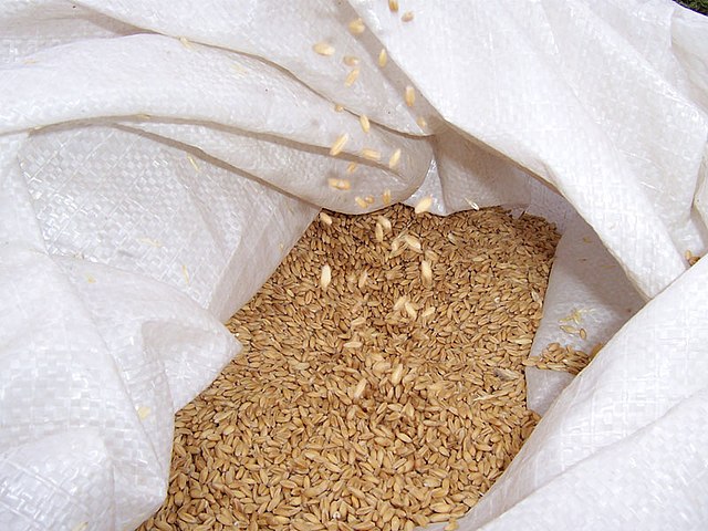 O Dia do Trigo, comemorado em 10 de novembro, é uma data importante para reconhecer o trabalho dos produtores desse cereal fundamental para a alimentação mundial.