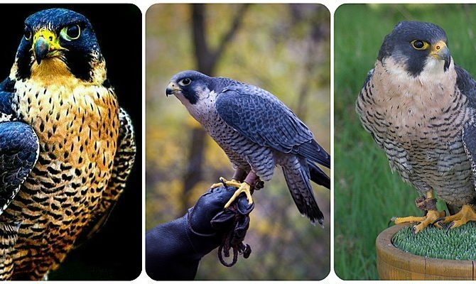 Curiosos extremos do mundo animal:  peculiaridades que impressionam