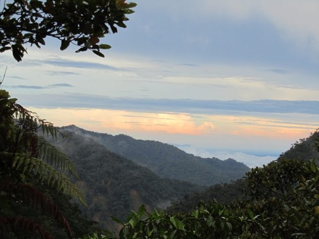Floresta Amazônica