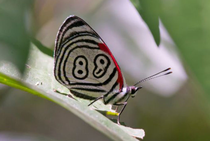Beleza exótica faz dessas borboletas verdadeiros espetáculos da natureza