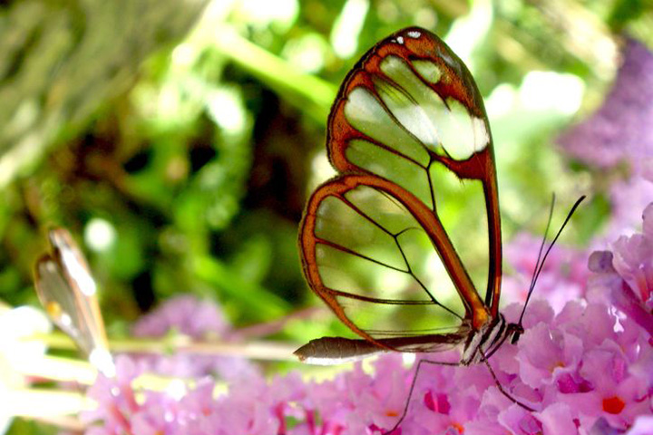 Greta Oto - É transparente e conhecida como "espelho". O envoltório das asas pode ter diversas cores. Geralmente, branco, laranja, marrom ou vermelho. Encontrada na América Central, é resistente à toxina das plantas. Por isso, pode comer plantas tóxicas para outras espécies. 