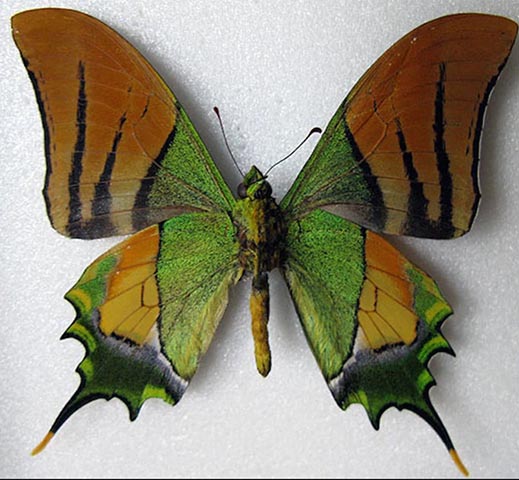 Imperador da Índia -  Encontrada na Ásia, em países como Nepal, Índia, Vietnã, Laos e China. Tem prolongamentos nas asas posteriores que lembram cornos de cervo. 