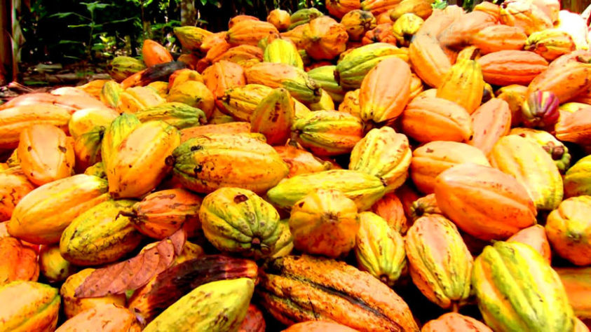 Floresta de comida