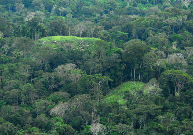Floresta Amazônica