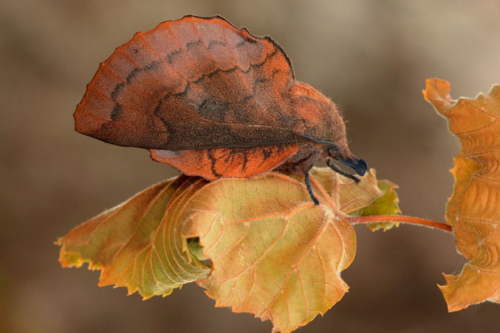 MARIPOSAS - Mais comuns à noite, as mariposas são atraídas por luz artificial e entram facilmente nas casas durante o verão. Algumas espécies também afetam roupas e tecidos.