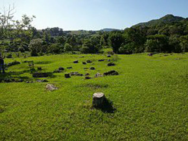 Município de Mata RS árvores viraram pedras