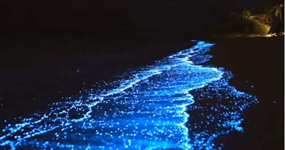 Não existe uma época única em que a bioluminescência aparecerá nas praias brasileiras. A ocorrência depende da presença e concentração dos organismos, além de condições ambientais favoráveis. Por isso, o fenômeno pode surgir em determinado trecho do litoral e desaparecer pouco tempo depois.