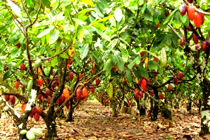 No estado do Acre, a iniciativa da Rota do Cacau integra mais de 300 famílias de produtores rurais, extrativistas, indígenas e ribeirinhos em um esforço conjunto para fortalecer a cadeia de cacau nativo e sustentável. 