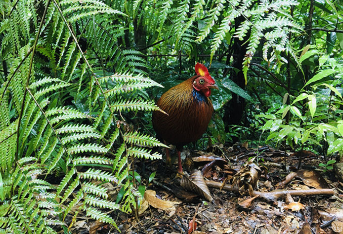 Floresta Amazônica