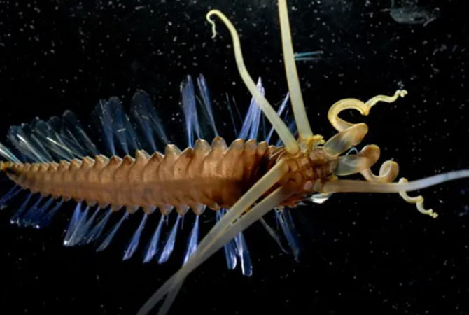 Curiosos – e esquisitos – peixes das profundezas dos oceanos