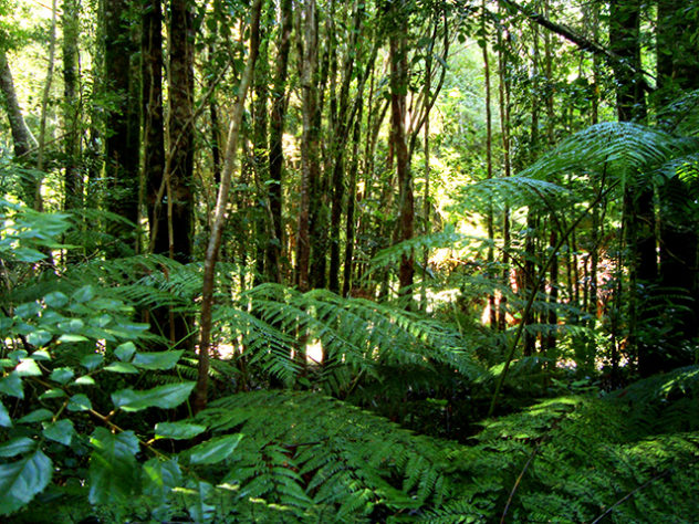 Floresta Amazônica