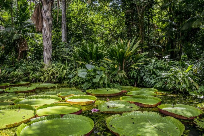Floresta Amazônica